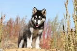 ALASKAN MALAMUTE 039